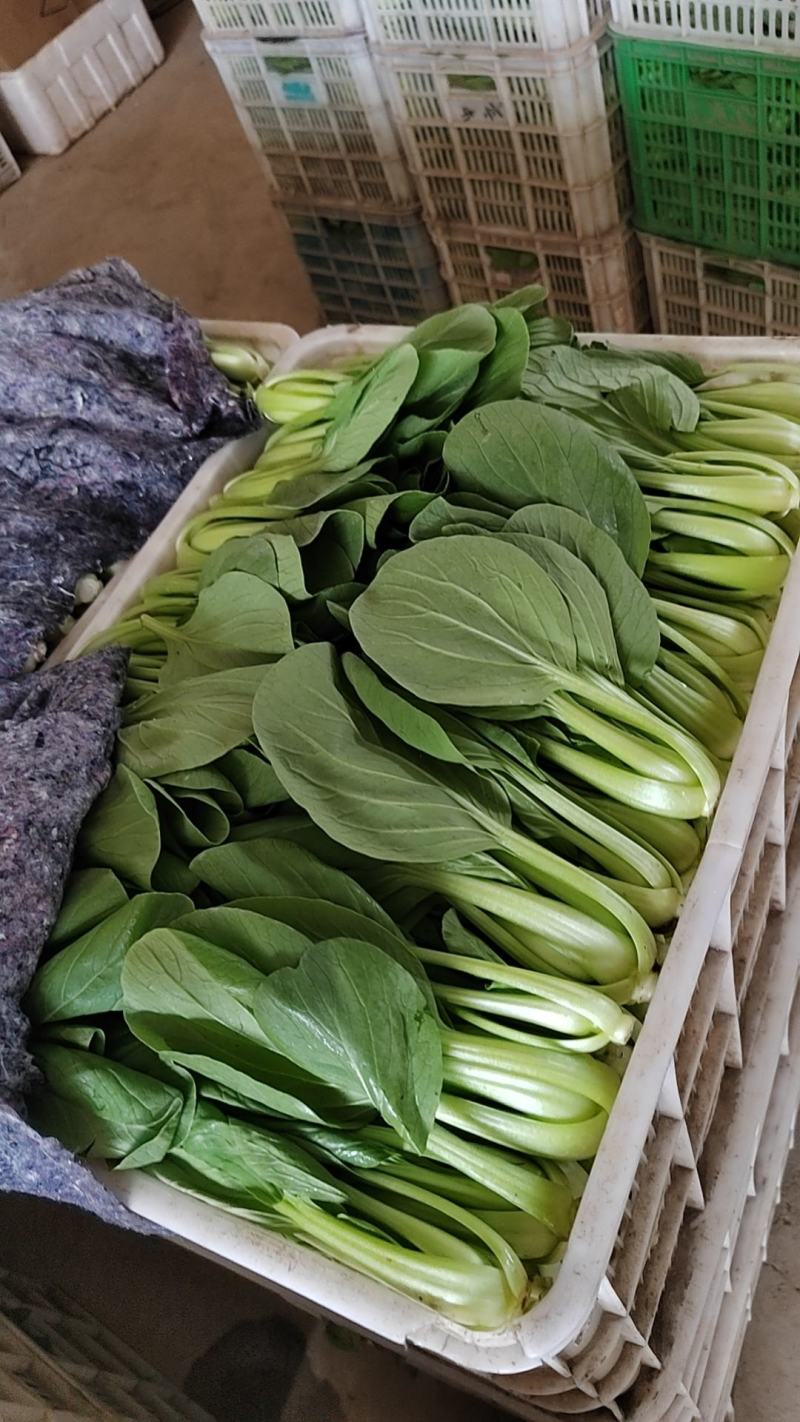 小油菜