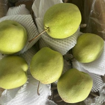 赵县雪花梨