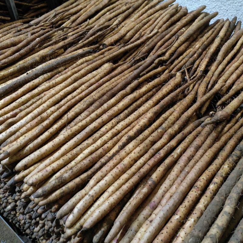 【新店推荐】河北保定蠡县小白嘴山药基地直发批发零售电商
