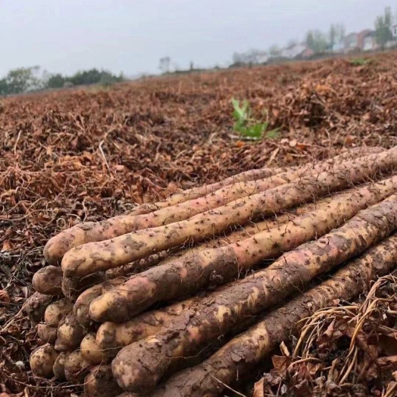 【铁棍山药】热卖河北山药软糯香甜不涩不麻规格齐全代办代收