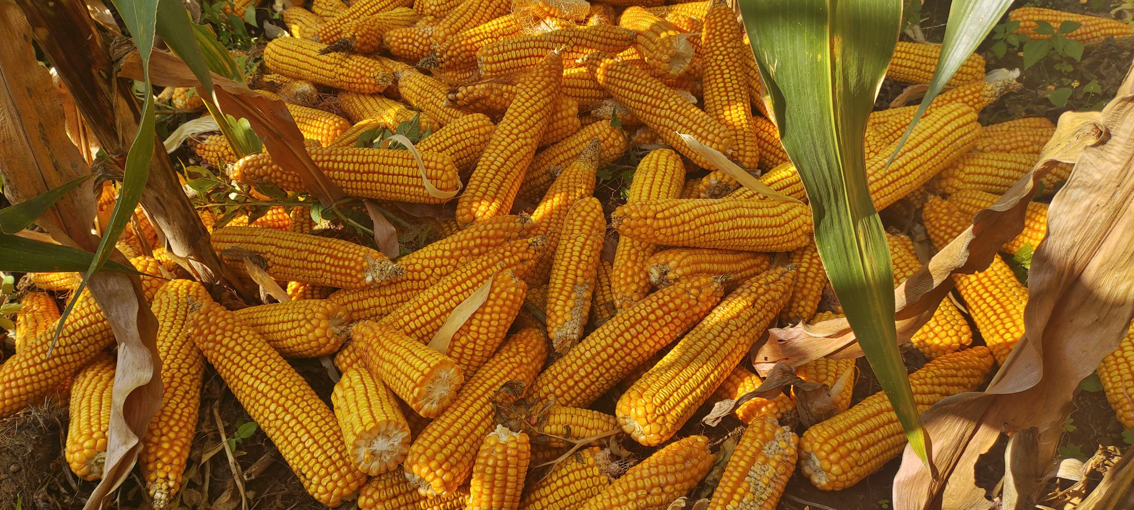 拉布拉多犬在草地上吃玉米的场景