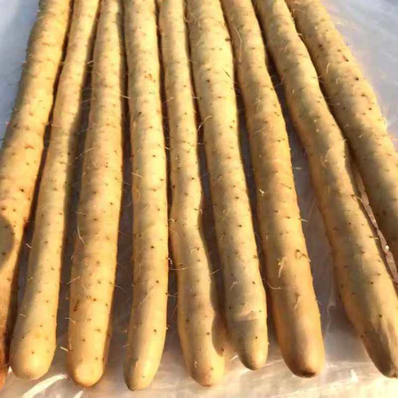 现挖小白嘴山药粉糯香甜包邮试吃5斤装产地直发双棒山药