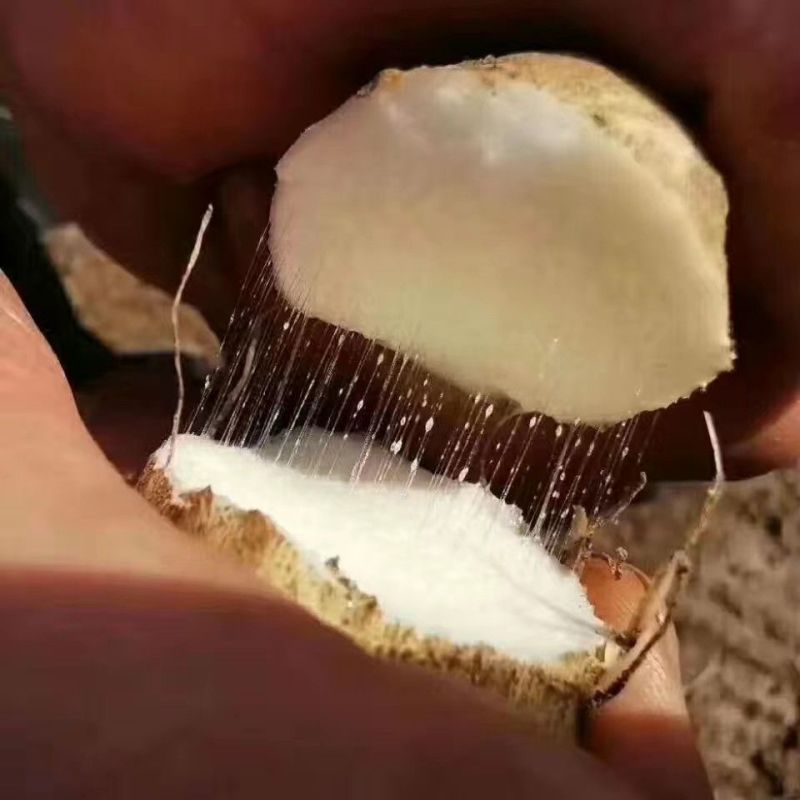 现挖小白嘴山药粉糯香甜包邮试吃5斤装产地直发双棒山药
