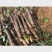 黑鬼淮山药广西产地直发大量上市对接全国电商档口市场商超