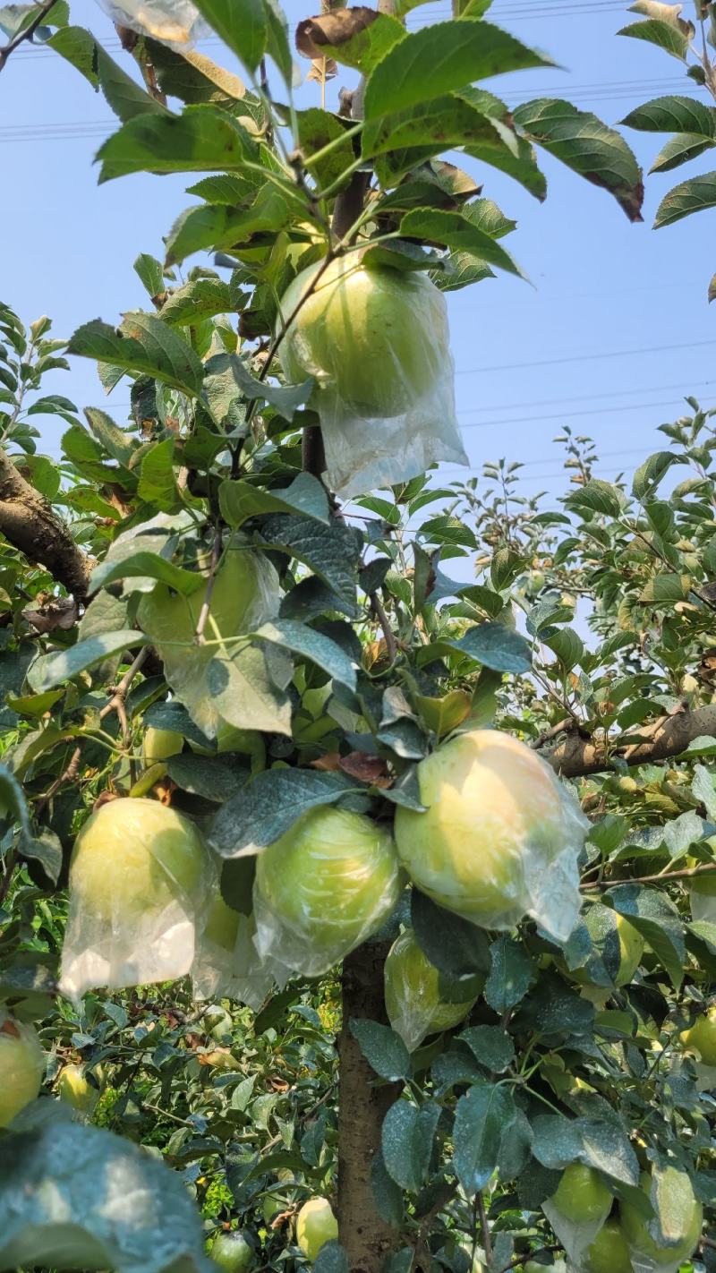 明月苹果，自家种植