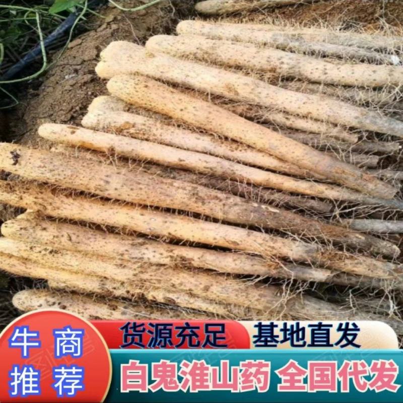 广西柳州白鬼淮山药大量供应保质保量对接全国客商可视频看货