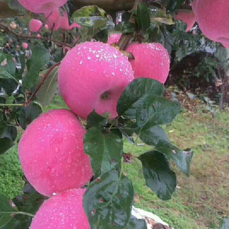 红富士苹果批发量大从优，苹果基地需要联系