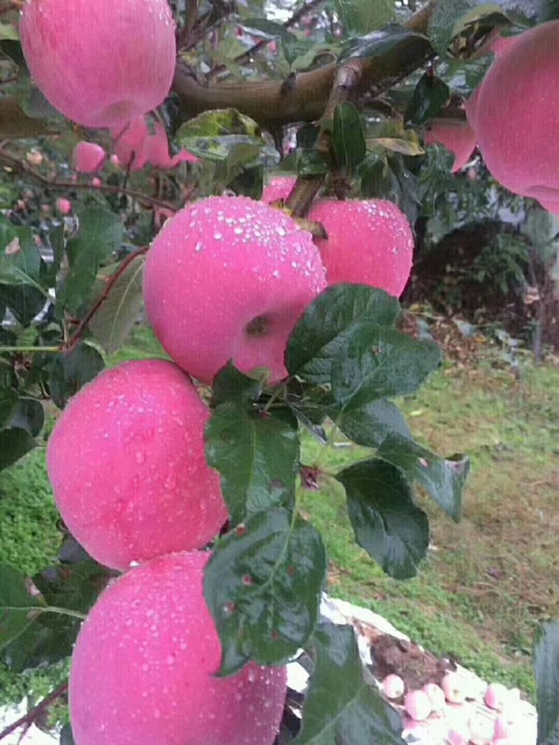 红富士苹果批发量大从优，苹果基地需要联系