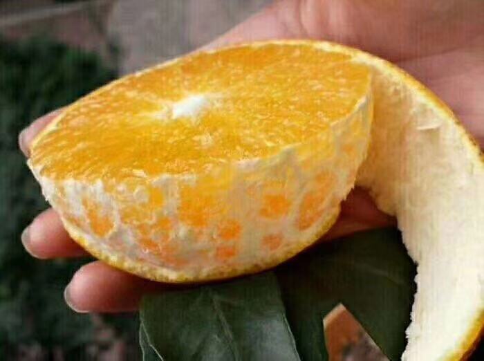 爱媛38号果实特写