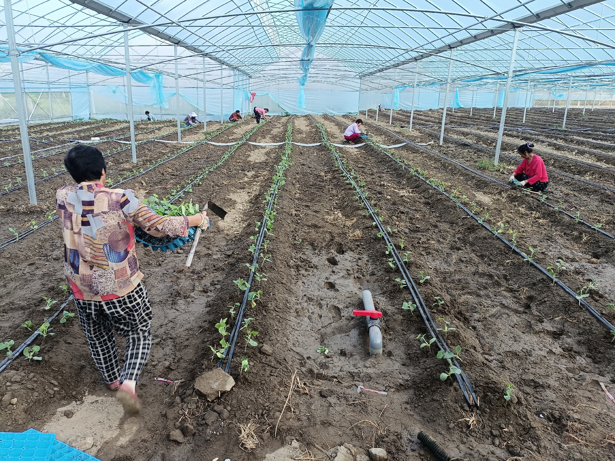 密刺黄瓜种植基地