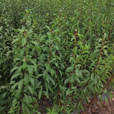 蜂糖李子苗量大从优基地直发品质保证欢迎来电咨询