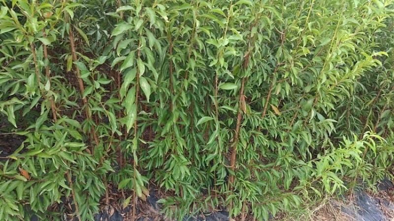 蜂糖李子苗量大从优基地直发品质保证欢迎来电咨询