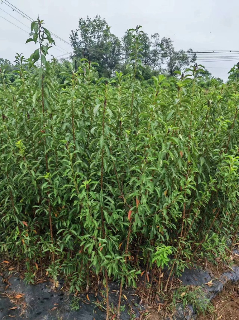 蜂糖李子苗量大从优基地直发品质保证欢迎来电咨询