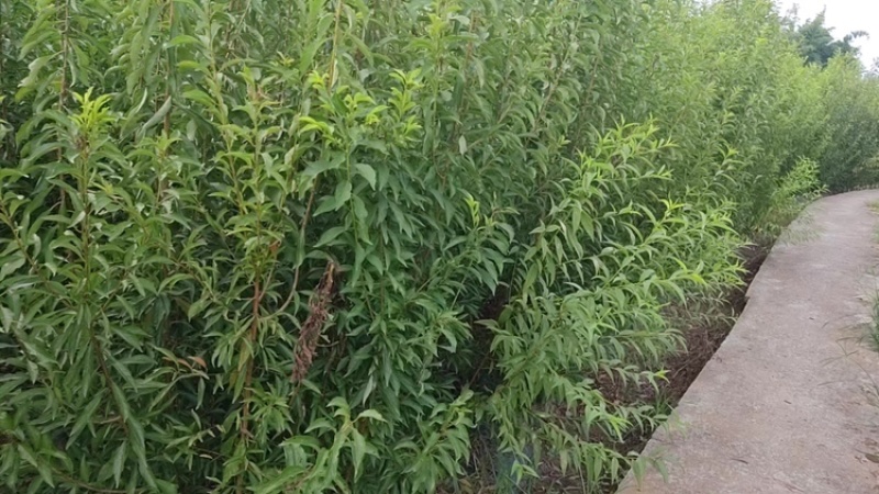 蜂糖李子苗量大从优基地直发品质保证欢迎来电咨询