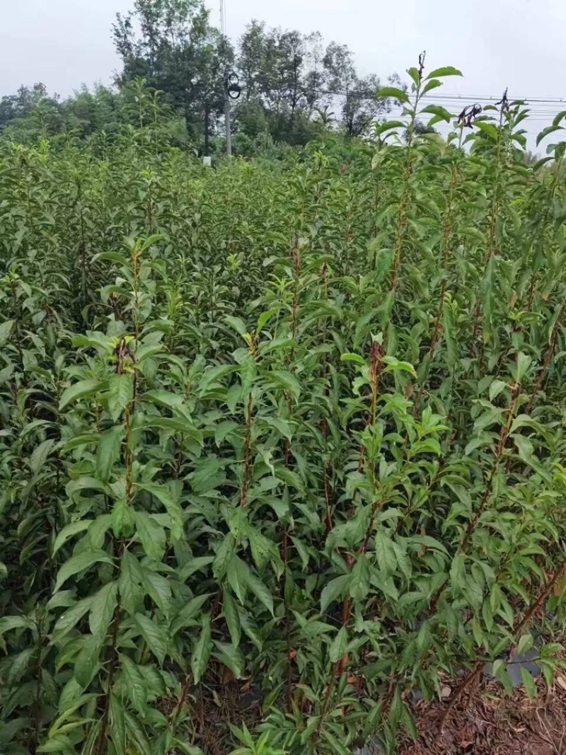蜂糖李子苗量大从优基地直发品质保证欢迎来电咨询
