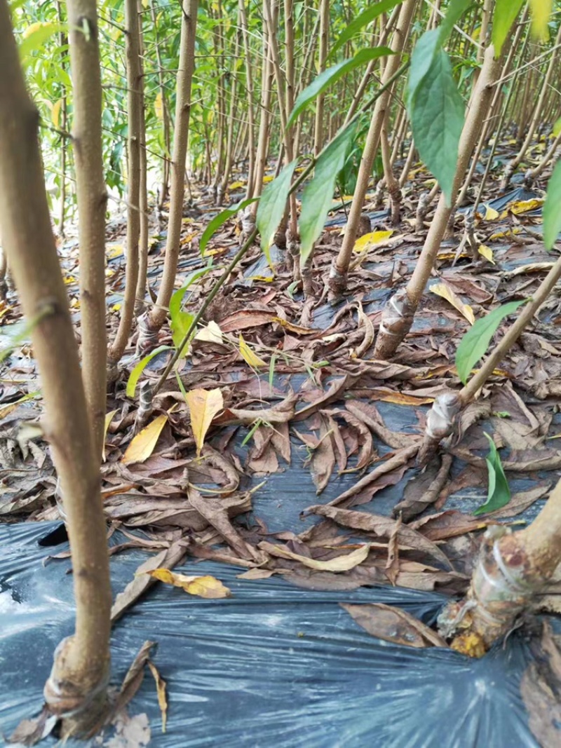 蜂糖李子苗量大从优基地直发品质保证欢迎来电咨询