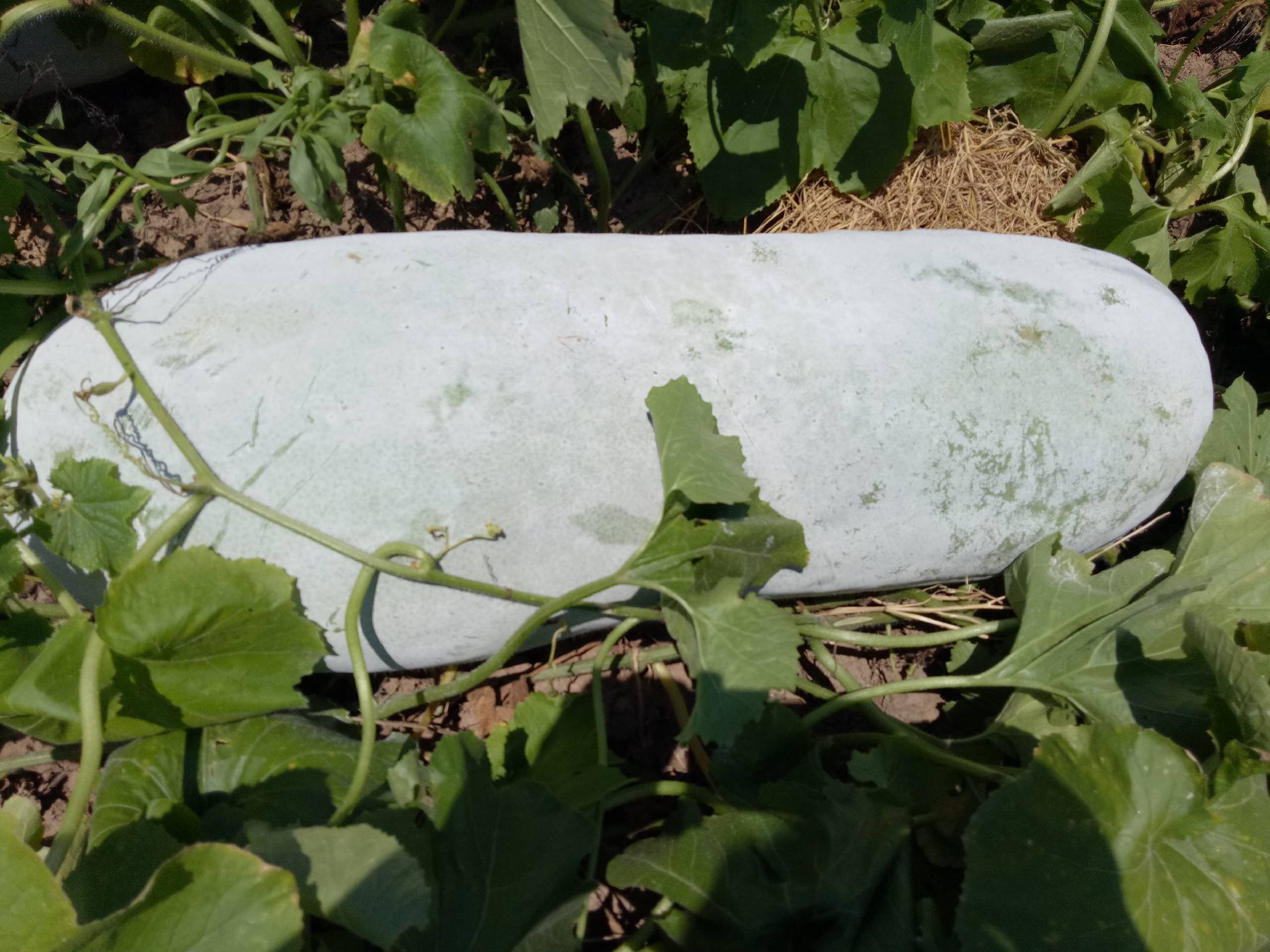 绿色木瓜与成熟木瓜对比图