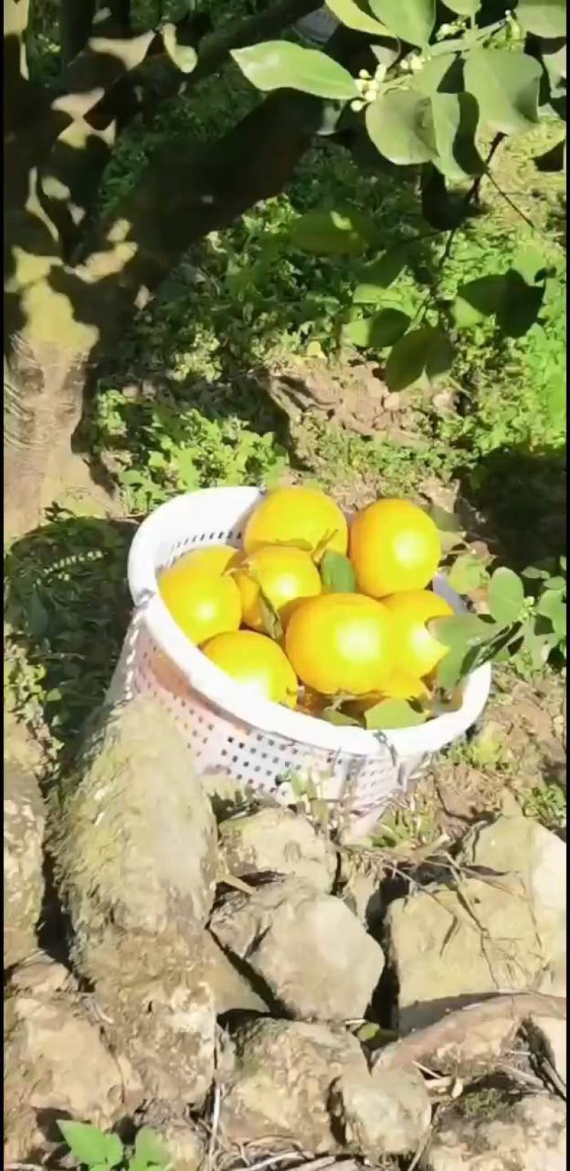平和葡萄柚，爆汁，一手货源