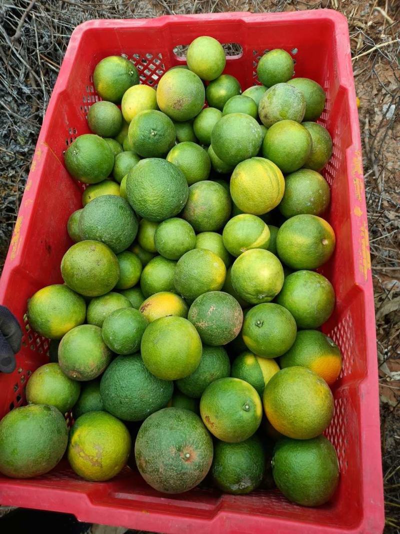 冰糖橙小果，花斑果