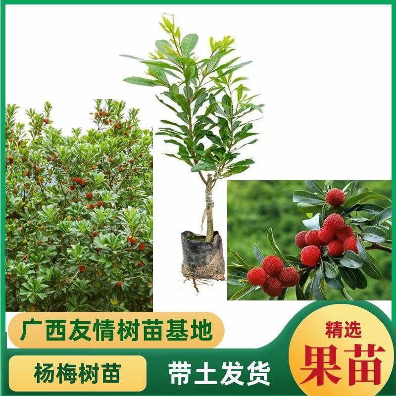 优质杨梅果树苗嫁接苗东魁黑炭水晶早熟苗盆栽地栽南北可种