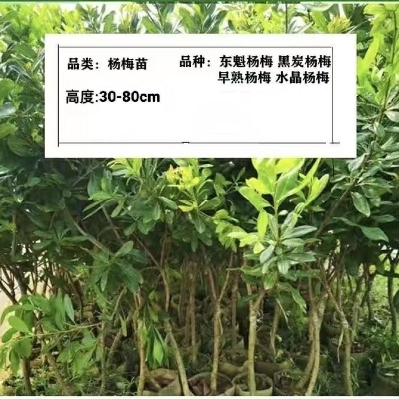 优质杨梅果树苗嫁接苗东魁黑炭水晶早熟苗盆栽地栽南北可种
