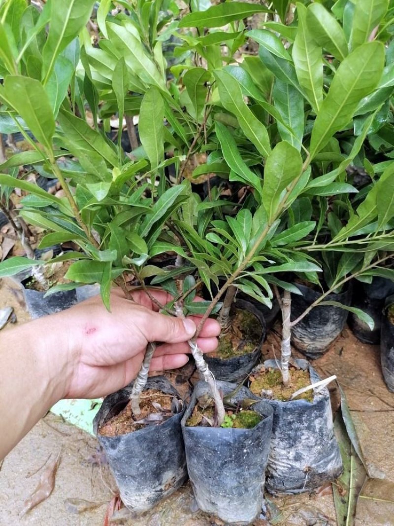 优质杨梅果树苗嫁接苗东魁黑炭水晶早熟苗盆栽地栽南北可种