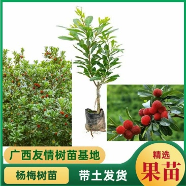 优质杨梅果树苗嫁接苗东魁黑炭水晶早熟苗盆栽地栽南北可种