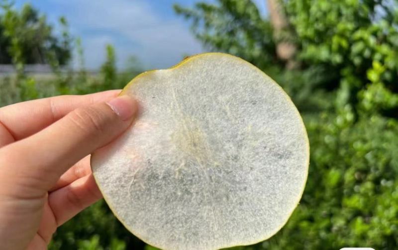 秋月梨脆甜多汁的秋月梨大量上市了货源充足价格美丽