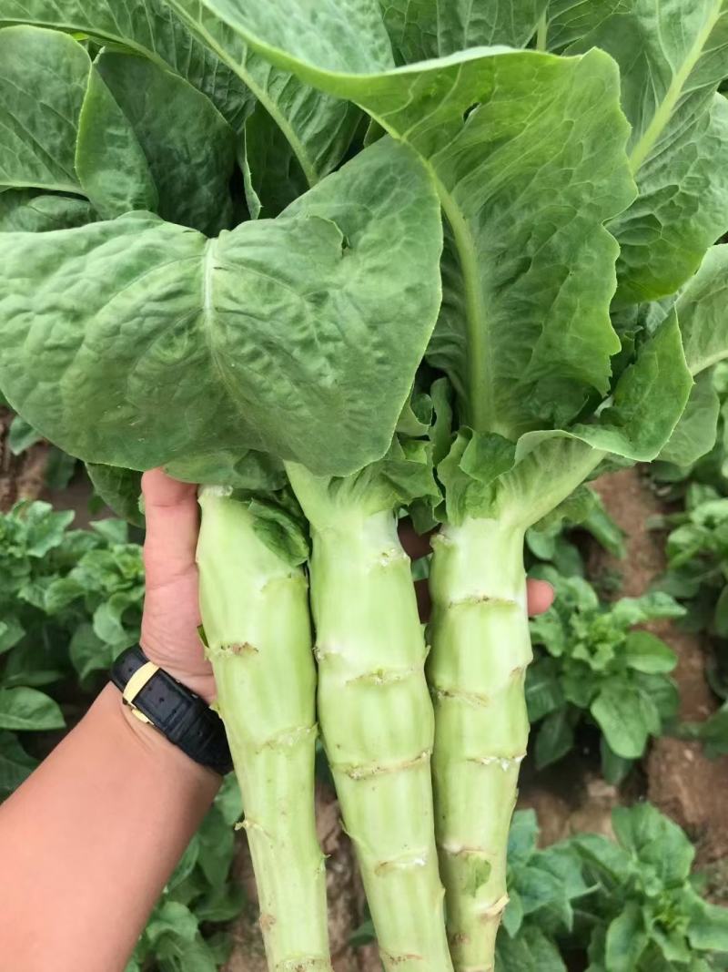 万亩三青圆叶莴笋，青皮青肉，大量上市，质量保证