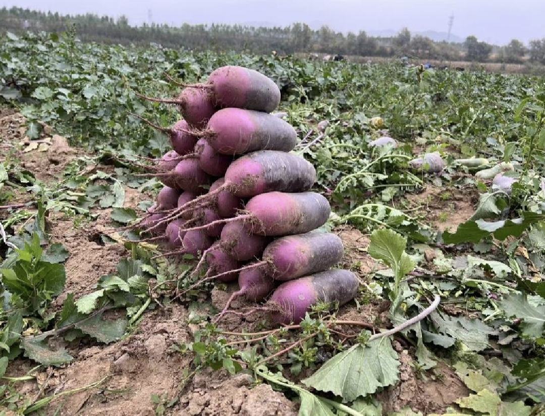 紫美人萝卜种植基地实景图