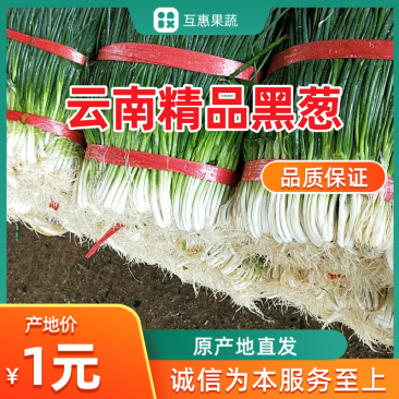 云南精品黑葱，产地直发