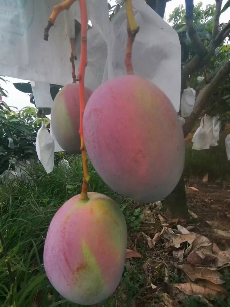 红皮凯特