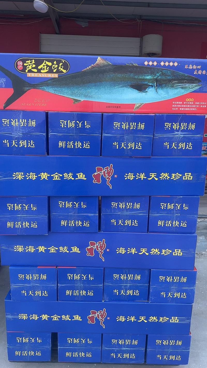 黄金大鲅鱼工厂供应电商团购，精品礼盒装一件代发