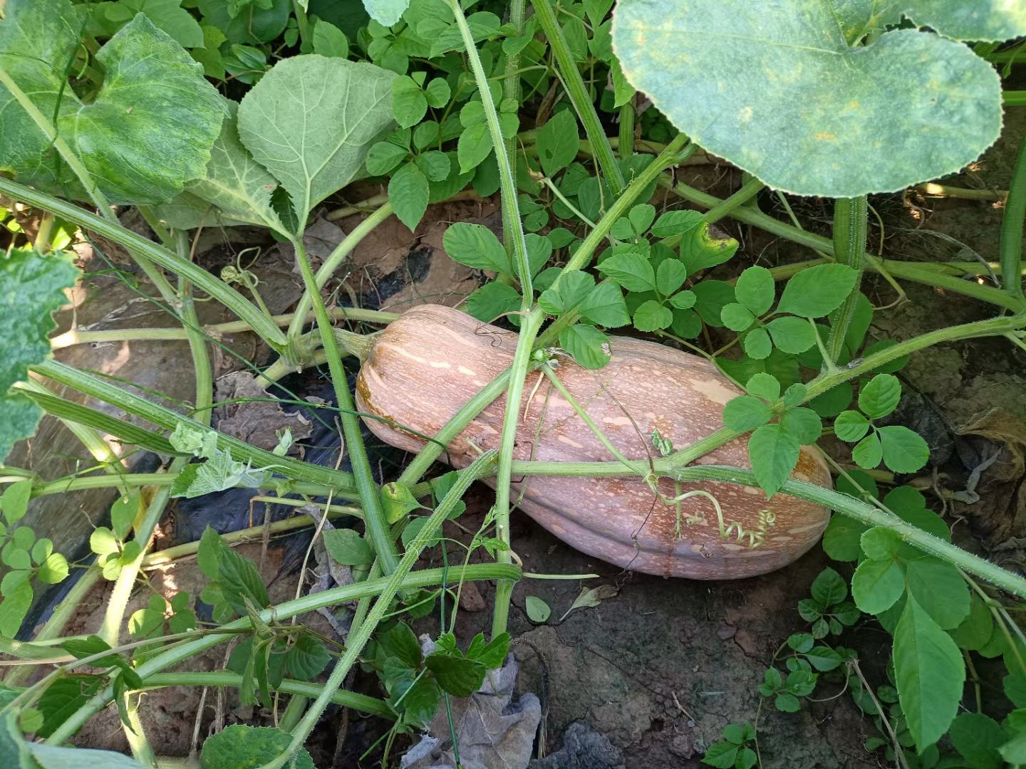 蜜本南瓜成熟果实特写,展示其橙红色果皮和饱满的形态 蜜本南瓜成熟果实特写