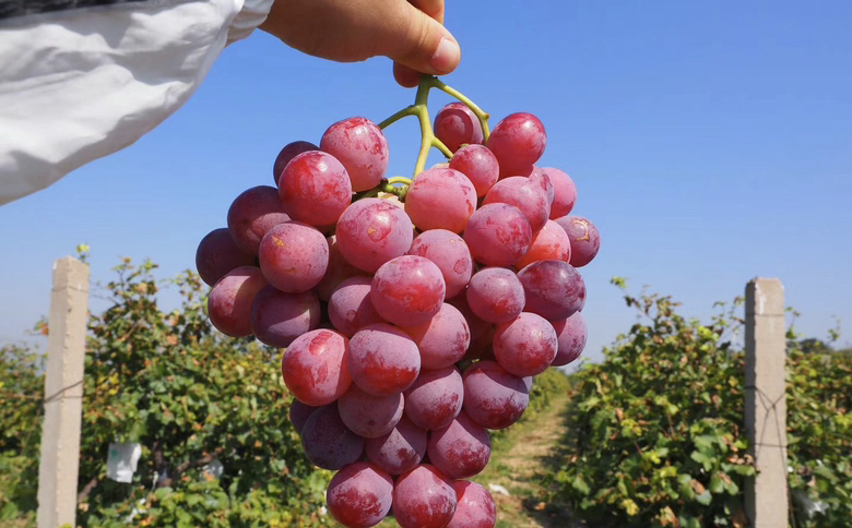 地图展示中国主要红提产地,包括新疆、甘肃、河北、山东等地 国产红提主要产地分布图