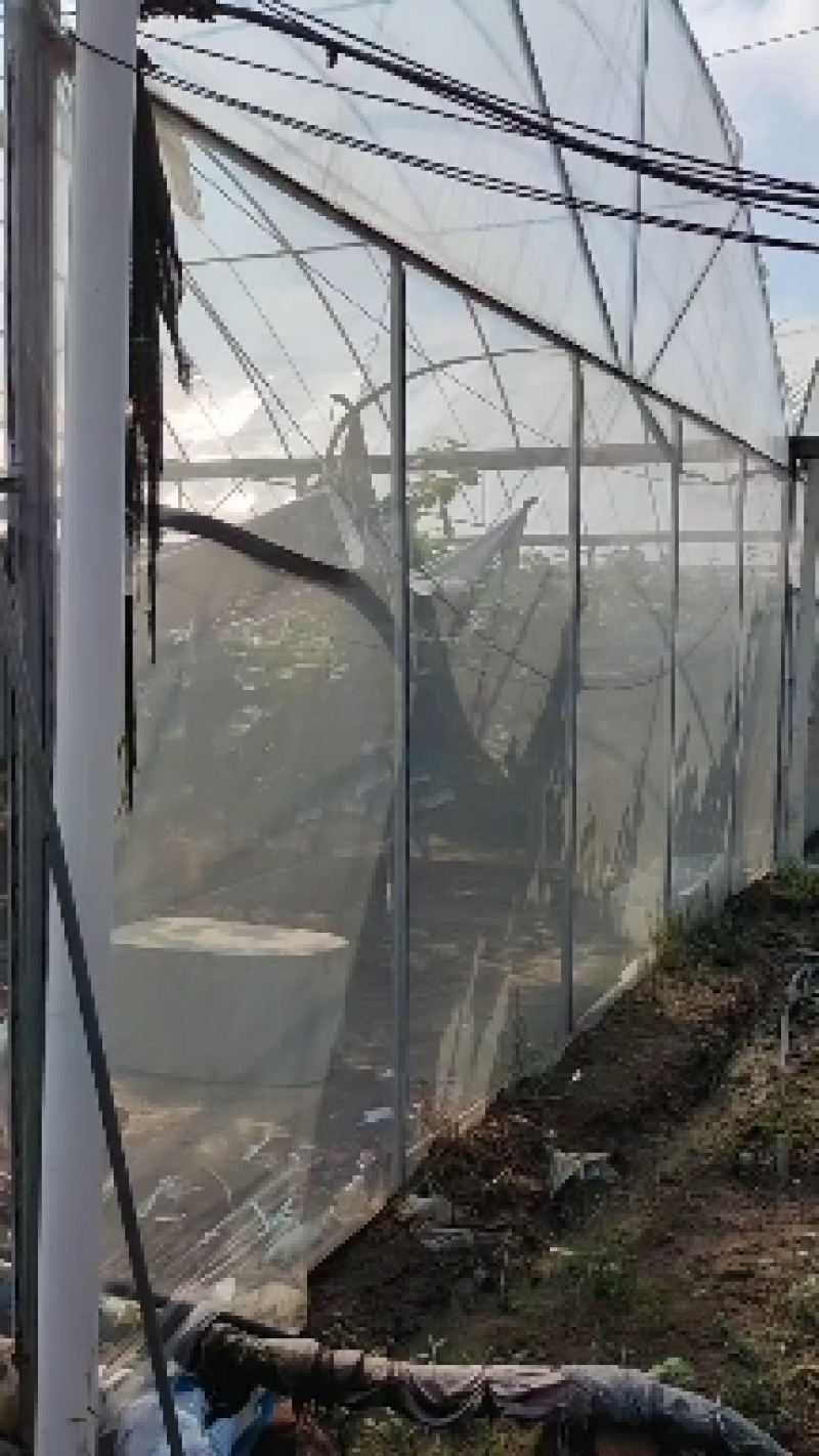 河南驻马店阳光玫瑰大量上市了以质论价视频看货欢迎电联