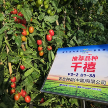 嫁接千禧苗（农友千禧）