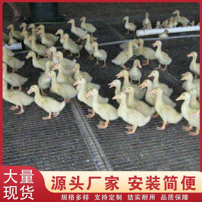包邮养殖网塑料围栏网家禽漏粪网果园围网栅栏养鸡鸭鹅玉米网