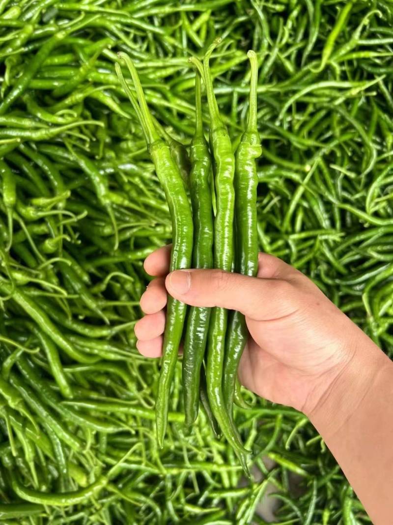《实力》河南辣椒精品线椒大量上市产地直供量大从优