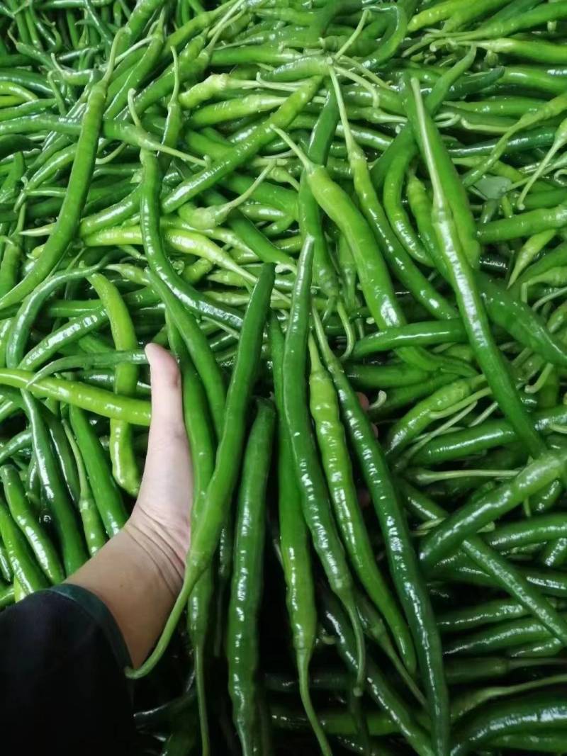 《实力》河南辣椒精品线椒大量上市产地直供量大从优