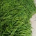 《实力》河南辣椒精品线椒大量上市产地直供量大从优