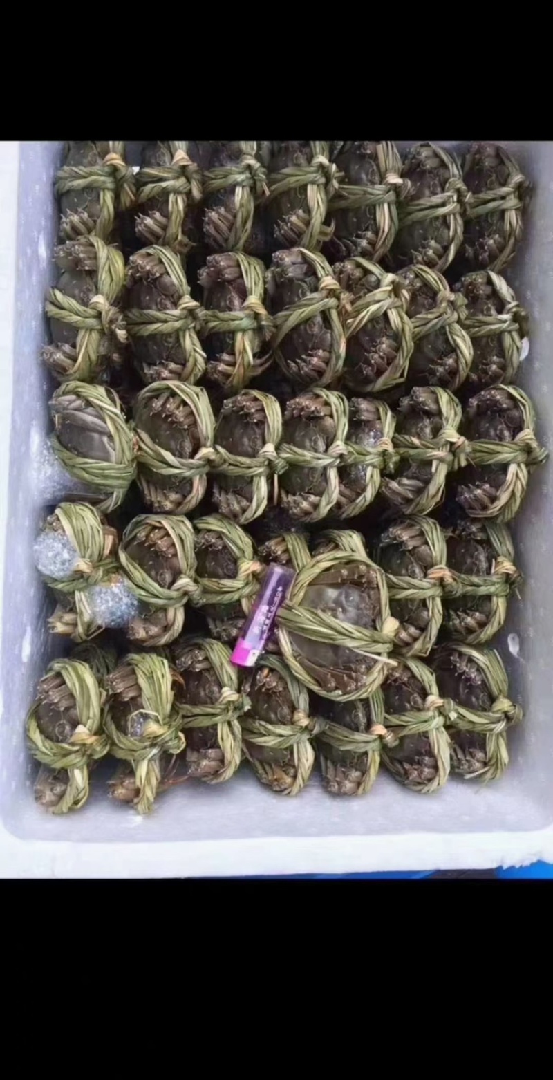 江苏兴化市兴化大闸蟹红膏大闸蟹精品全母10只装各种规格