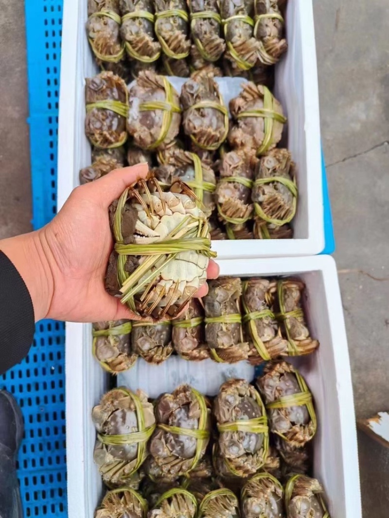 江苏兴化市兴化大闸蟹红膏大闸蟹精品全母10只装各种规格