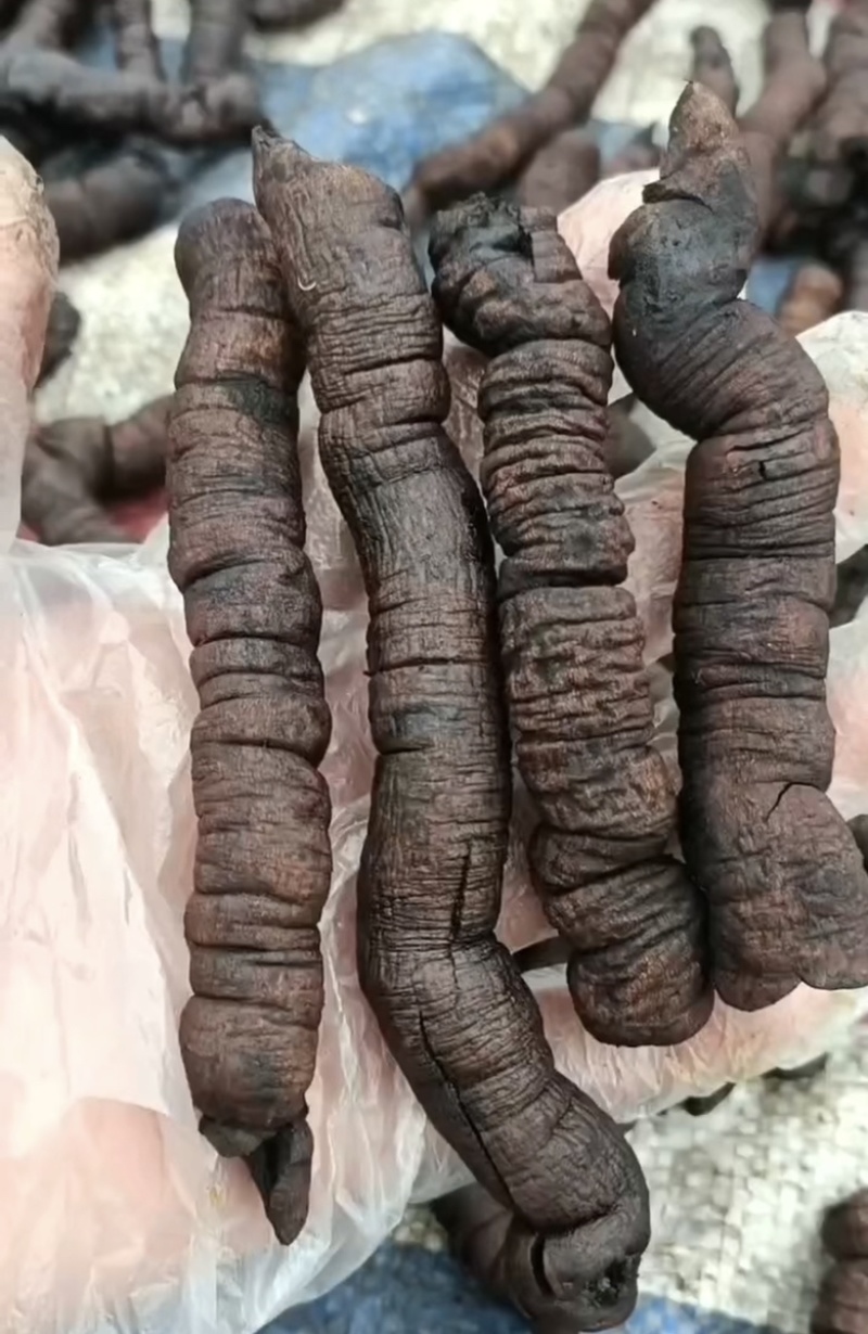 巴戟天鸡肠凤抽芯优质无硫煲汤泡酒中药材