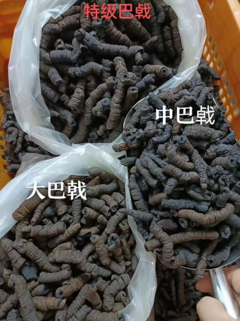 巴戟天鸡肠凤抽芯优质无硫煲汤泡酒中药材