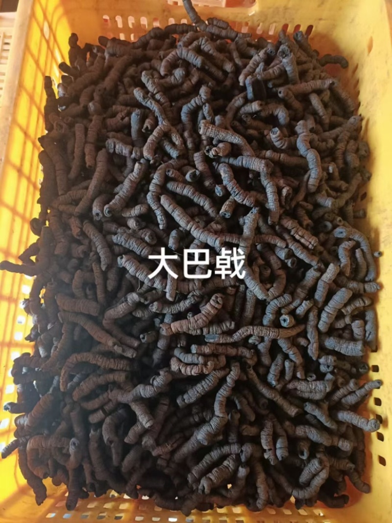 巴戟天鸡肠凤抽芯优质无硫煲汤泡酒中药材