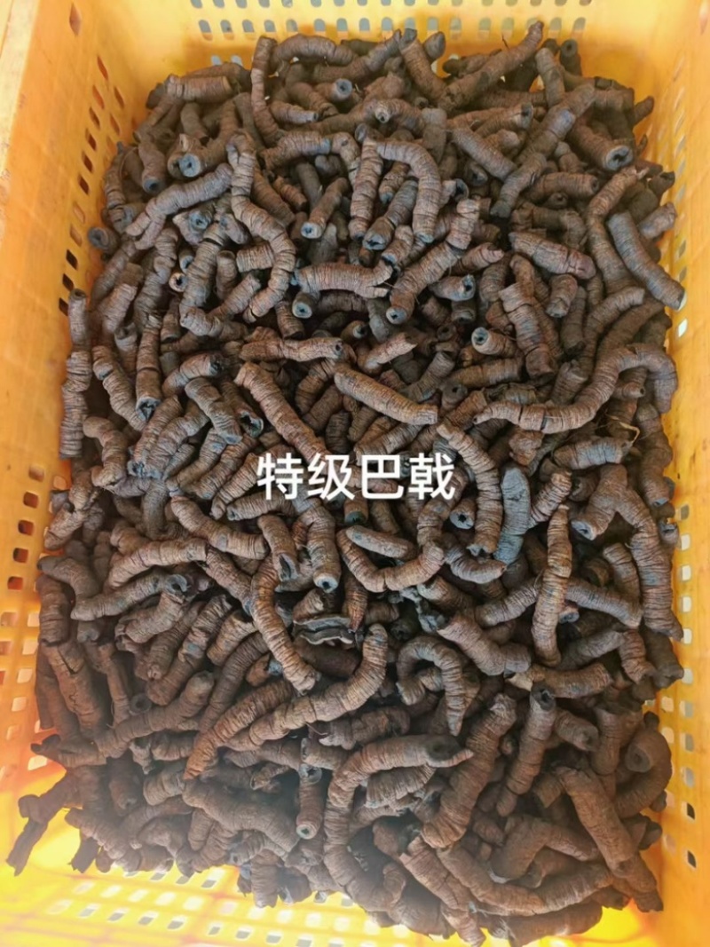 巴戟天鸡肠凤抽芯优质无硫煲汤泡酒中药材
