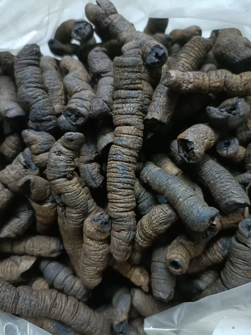 巴戟天鸡肠凤抽芯优质无硫煲汤泡酒中药材