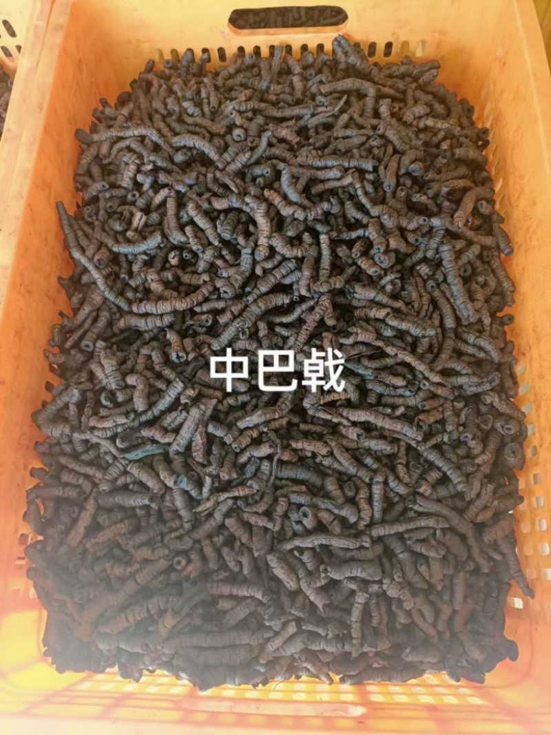 巴戟天鸡肠凤抽芯优质无硫煲汤泡酒中药材