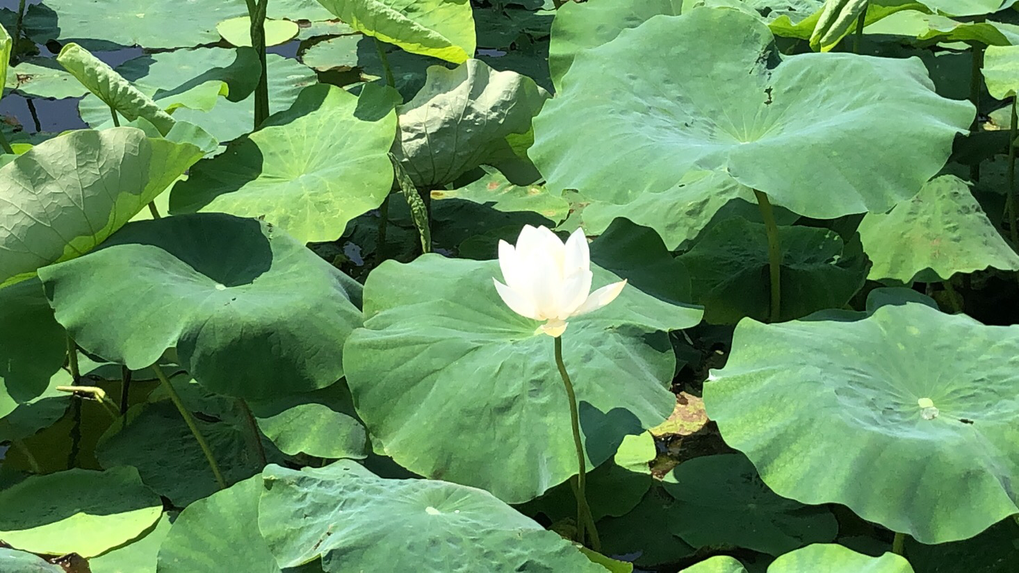 夏日白莲盛开,池塘中白莲朵朵,碧叶连天,展现自然生态之美 白莲盛开的池塘风光